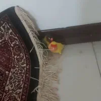 جفت کوتوله مولد