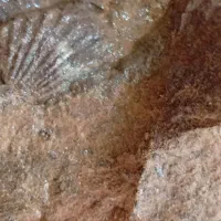 تعدادی فسیل صدف میلیونی
