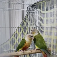 جوجه گرینچیک آناناسی رد