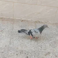کفتر