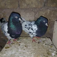 جفتگاه رنگه