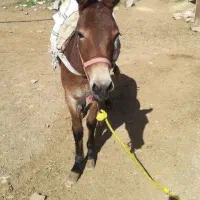 گمشده