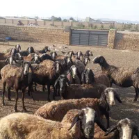 میش شال