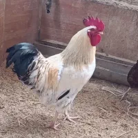 خروس محلی سرحال و تخم مرغ محلی موجوده|حیوانات مزرعه|محمودآباد, |دیوار