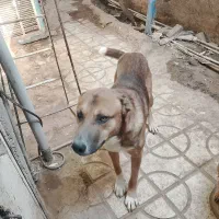 سگ گله نر و درشت و یک سگ پاکوتاه