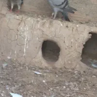 کفتر سبز