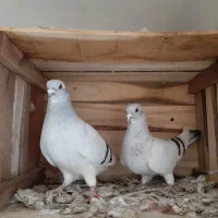 کبوتر شامی گجله