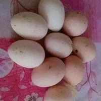 تخم مرغ لاری
