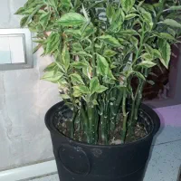 گل طبیعی پدیلاندوس