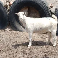 نیاز مند کارگر