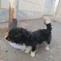 واگذاری سگ