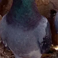 کبوتر گم شده