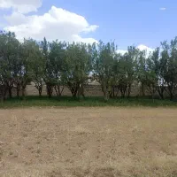 باغ درختان بادام در اراک .  روستای قاسم آباد