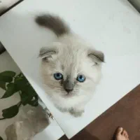 به سرپرستی گرفتن.  پت شما