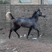 اسب عرب اصیل