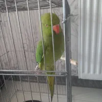 ملنگوبا قفسش