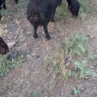 میش و بره قزل افشار