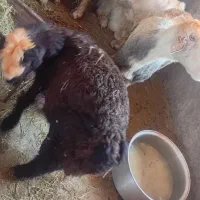 گوسفند