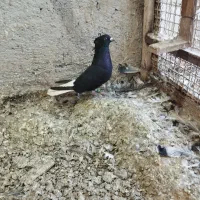 دمسفید|پرنده|اهواز, ملاشیه|دیوار