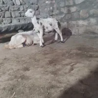 میش و بره
