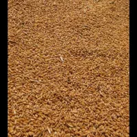 خریداری وفروش گندم