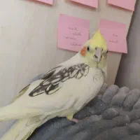 عروس هلندی ماده