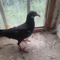 پرنده