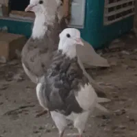 کبوتر طوقی