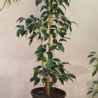 تعدادی گل طبیعی وگلدان خالی معاوضه