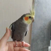 دو عدد عروس هلندی