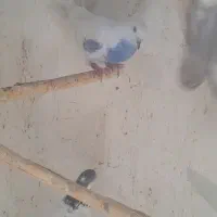 کبوتر