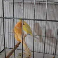 چند عدد قناری نر و ماده