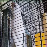 عروس هلندی البینو(سفید رنگ)