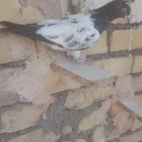 چهارتا نر قلدر هوایی
