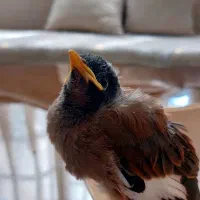 مرغ مینا با همراه لانه چوبی ۴۵۰ فقط تا فردا