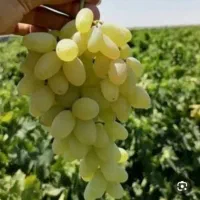 انگور عسگری درجه یک