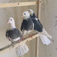 شازده درجه یک