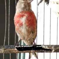 سهره سینه سرخ