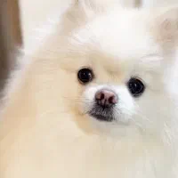 سگ پامر