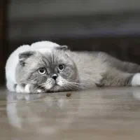 گربه