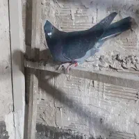 سلام کبوتر تهرانی عالی