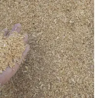 گندم