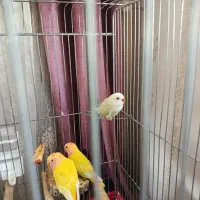 طوطی برزیلی