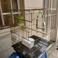 قفس عروس هلندی