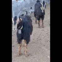 چپش چاتمه