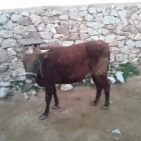 گاو|حیوانات مزرعه|قروه, |دیوار