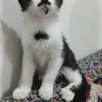 بچه گربه بازیگوش