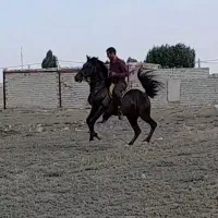 اسب|اسب و تجهیزات اسبسواری|تهران, فردوسی|دیوار