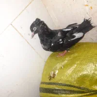 کبوتر|پرنده|مسجد سلیمان, |دیوار