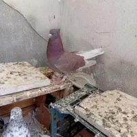 کفتر